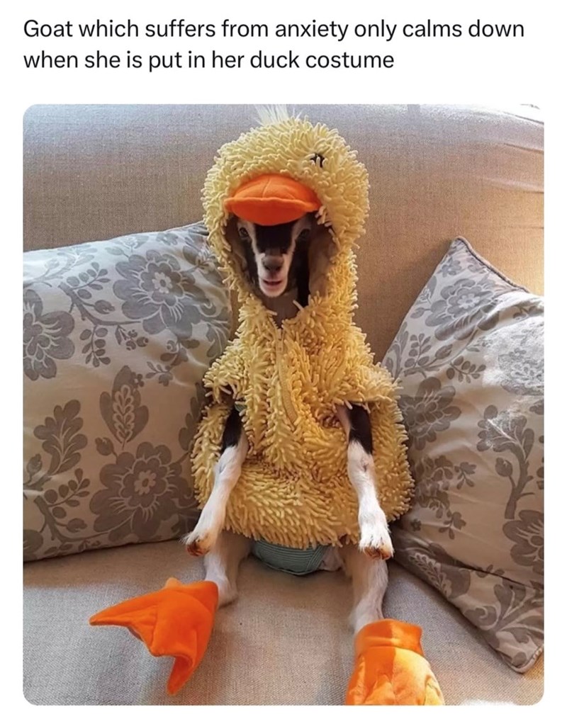 Goat which suffers from anxiety only calms down when she is put in her duck costume
