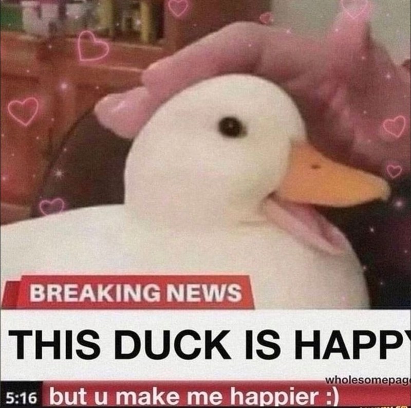 3 BREAKING NEWS THIS DUCK IS HAPP wholesomepag 5:16 but u make me happier :)