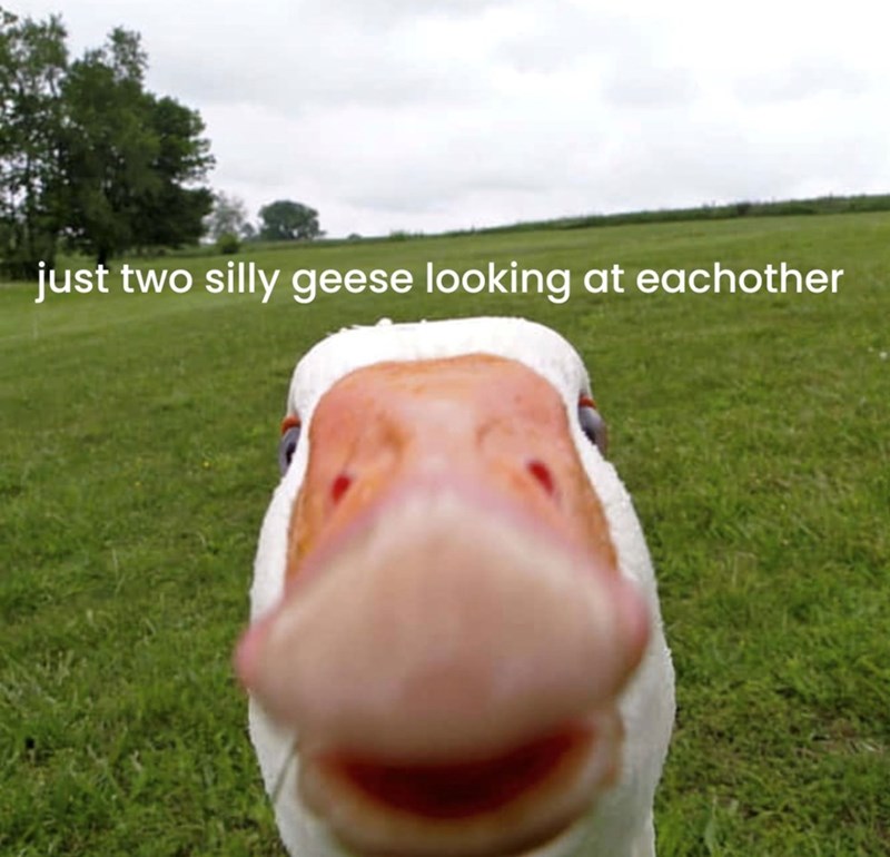 just two silly geese looking at eachother