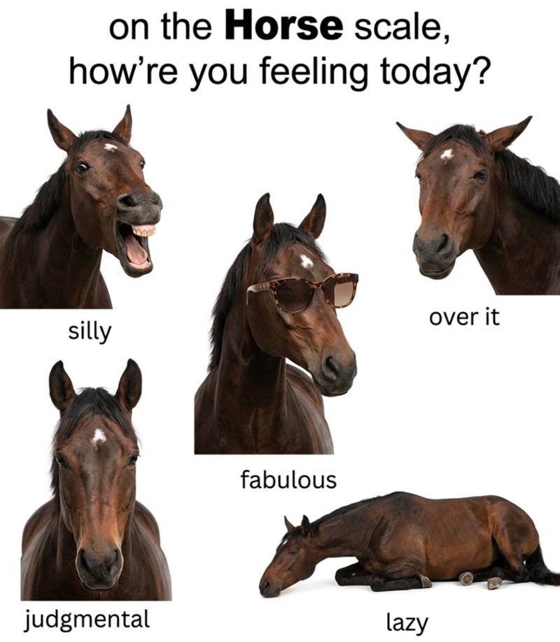 on the Horse scale, how're you feeling today? silly judgmental fabulous lazy over it