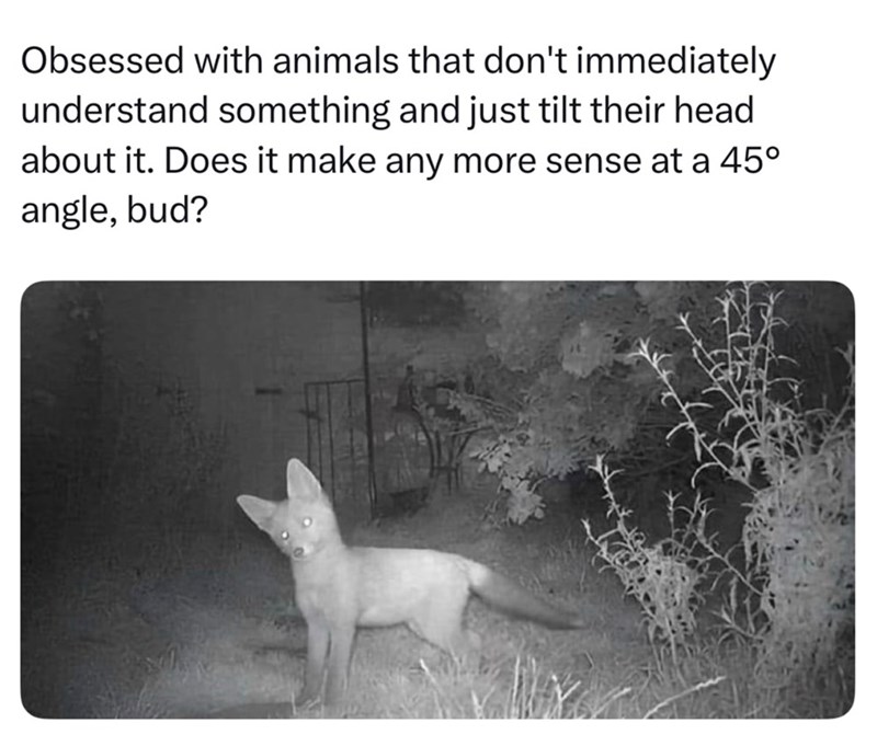 Obsessed with animals that don't immediately understand something and just tilt their head about it. Does it make any more sense at a 45° angle, bud?