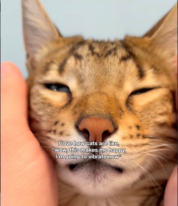 I love how cats are like, "wow, this makes me happy, I'm going to vibrate now"