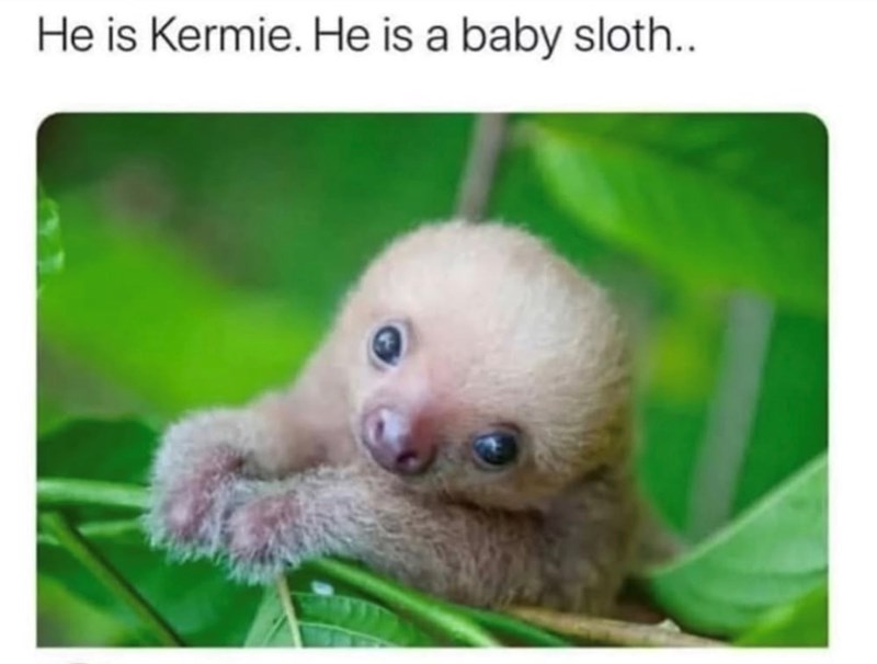 He is Kermie. He is a baby sloth..