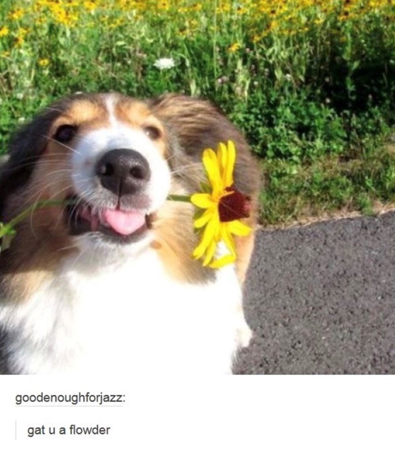 goodenoughforjazz: gat u a flowder