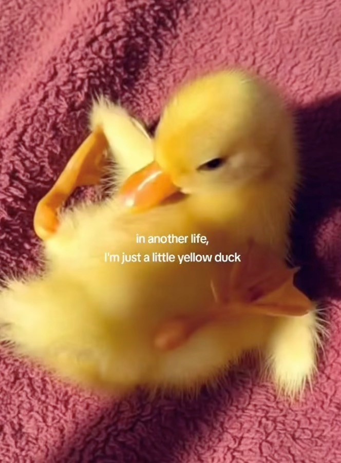 in another life, I'm just a little yellow duck