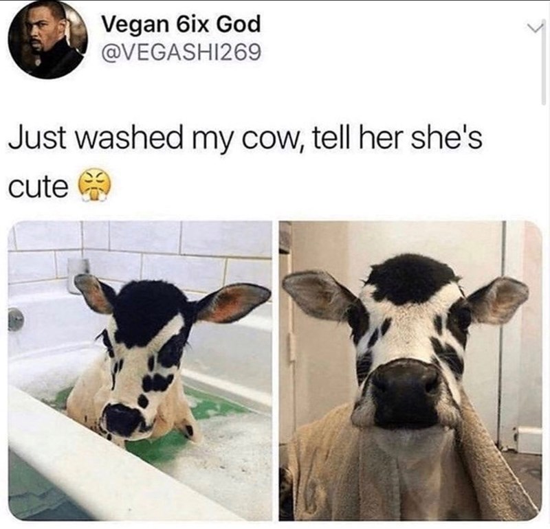 Vegan 6ix God @VEGASHI269 Just washed my cow, tell her she's cute