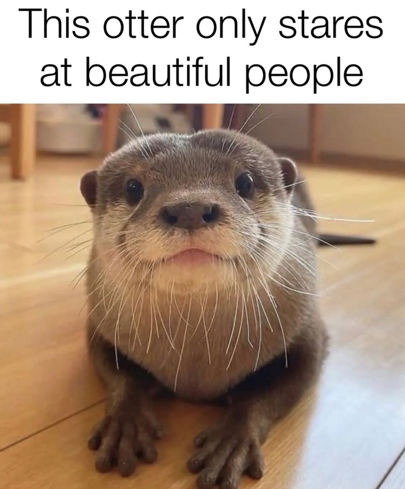 This otter only stares at beautiful people