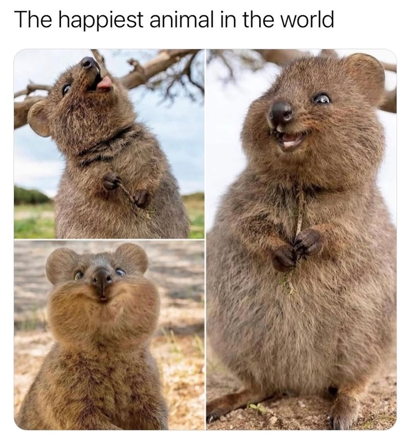 The happiest animal in the world