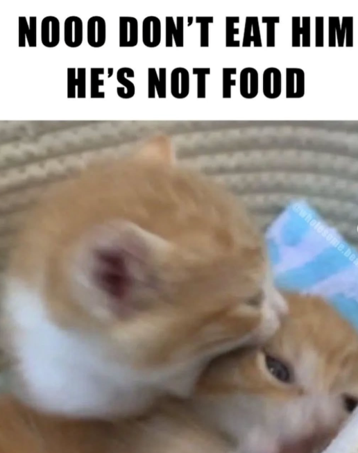 NOOO DON'T EAT HIM HE'S NOT FOOD wholesome.bea