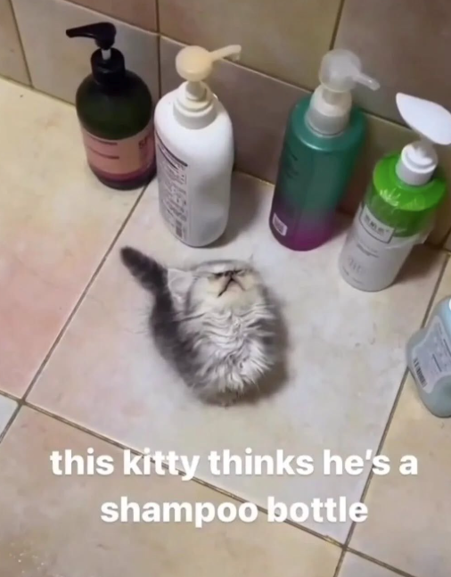this kitty thinks he's a shampoo bottle