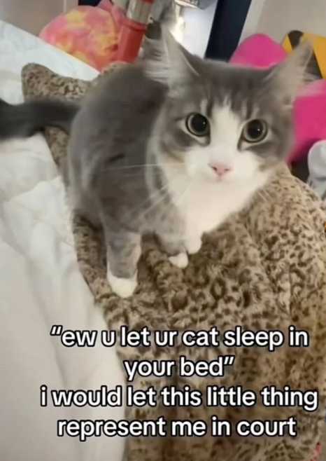 "ew u let ur cat sleep in your bed" i would let this little thing represent me in court