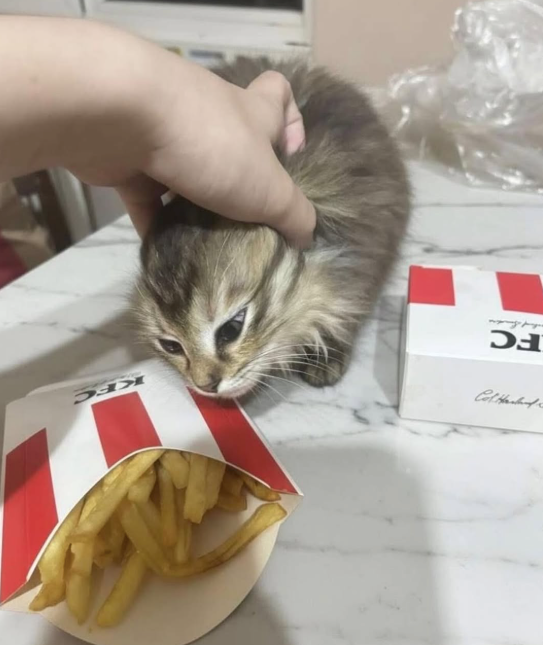 FC KFC