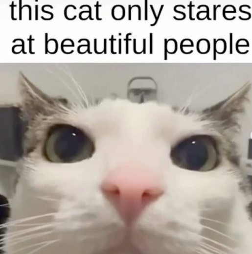 this cat only stares. at beautiful people