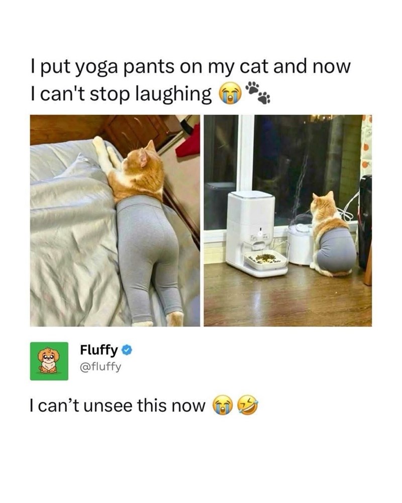 I put yoga pants on my cat and now I can't stop laughing Fluffy @fluffy I can't unsee this now