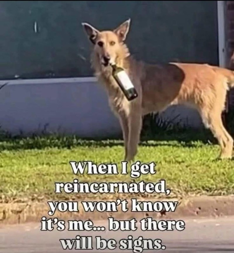 When I get reincarnated, you won't know it's me... but there will be signs.