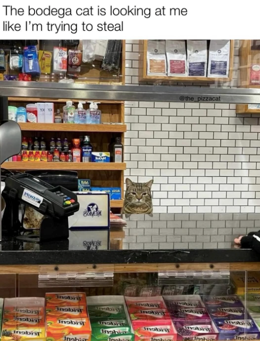 The bodega cat is looking at me like I'm trying to steal COMM @the_pizzacat Onobis nabii inobial Unabii Unobis nobiil asbi Unobi obial Inobial Inobiit nobiil nobis Inobia Unahi Inobist Unabiar Joobier Unahia nobisar