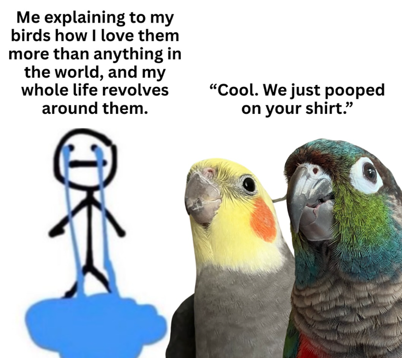 Me explaining to my birds how I love them more than anything in the world, and my whole life revolves around them. "Cool. We just pooped on your shirt."