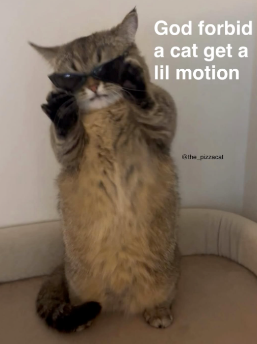 God forbid a cat get a lil motion @the_pizzacat