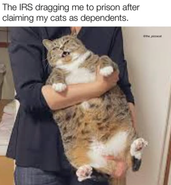 The IRS dragging me to prison after claiming my cats as dependents. the pizzacat