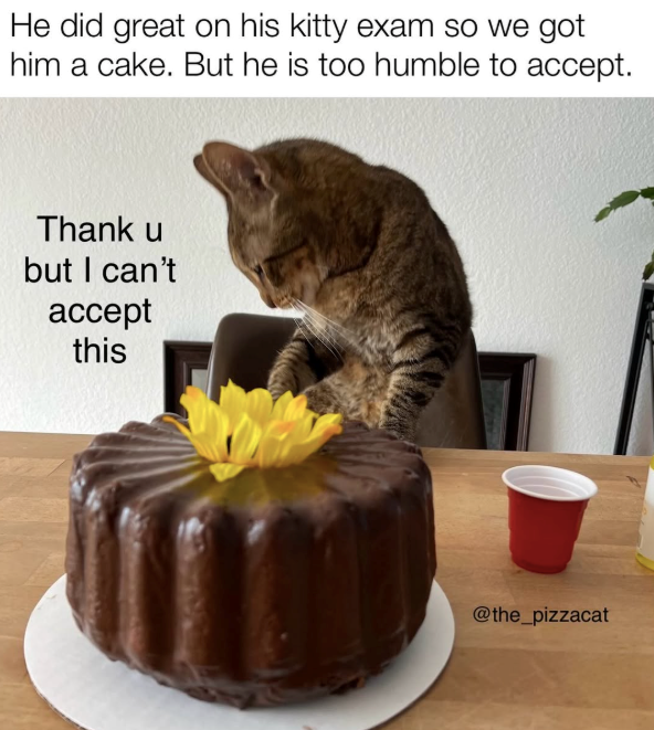 He did great on his kitty exam so we got him a cake. But he is too humble to accept. Thank u but I can't accept this @the_pizzacat