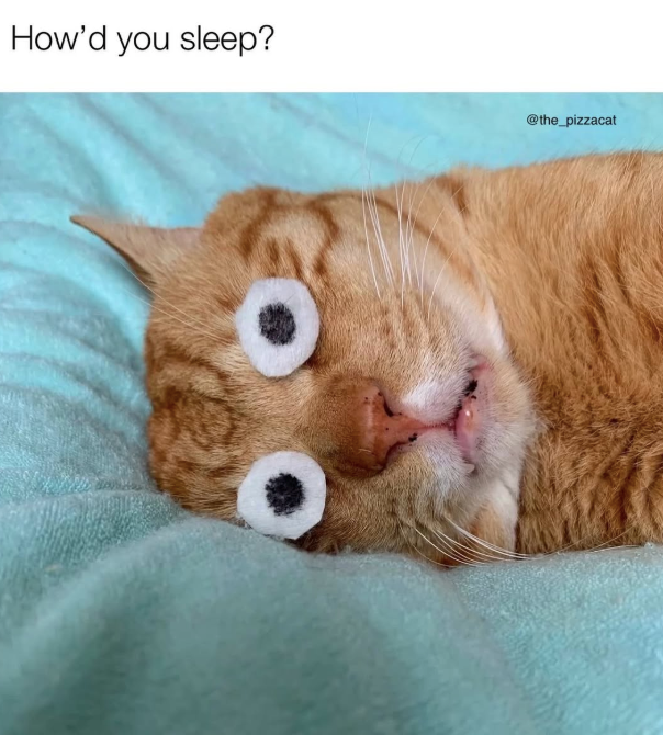 How'd you sleep? @the_pizzacat