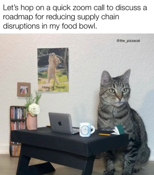 Let's hop on a quick zoom call to discuss a roadmap for reducing supply chain disruptions in my food bowl. Hang in thereb @the_pizzacat