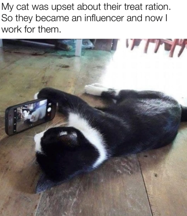 My cat was upset about their treat ration. So they became an influencer and now I work for them. грому