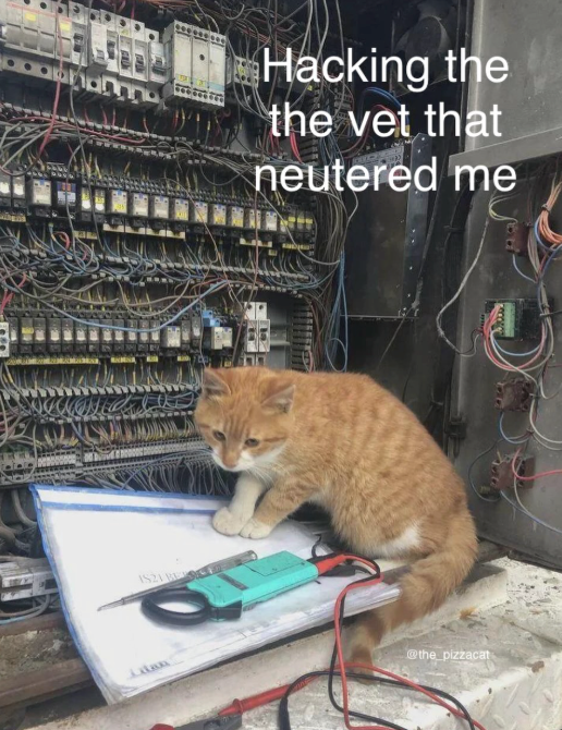 IS21 BE Hacking the the vet that neutered me Lan @the pizzacat