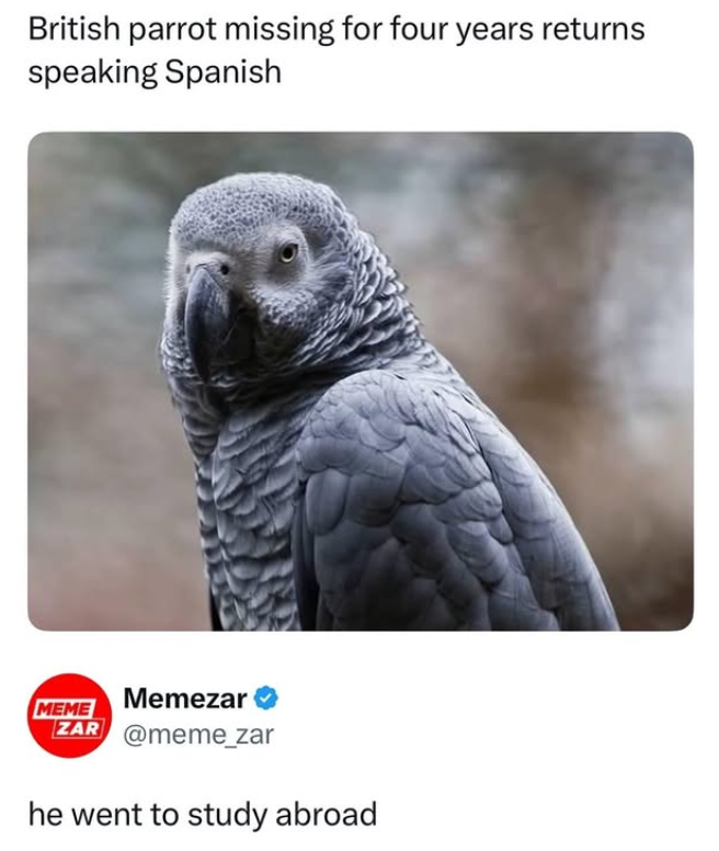 British parrot missing for four years returns speaking Spanish MEME Memezar ZAR @meme_zar he went to study abroad