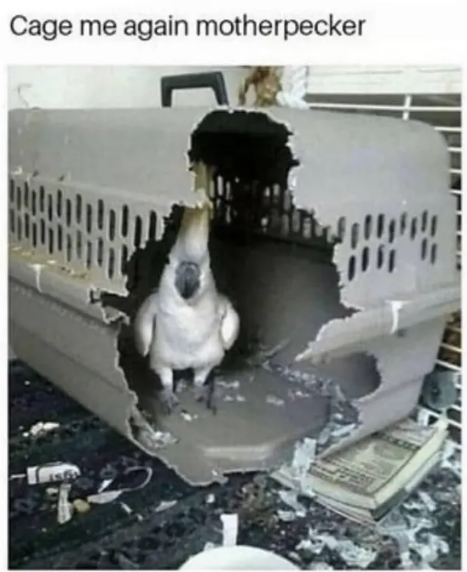 Cage me again motherpecker