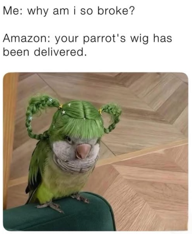 Me: why am i so broke? Amazon: your parrot's wig has been delivered.