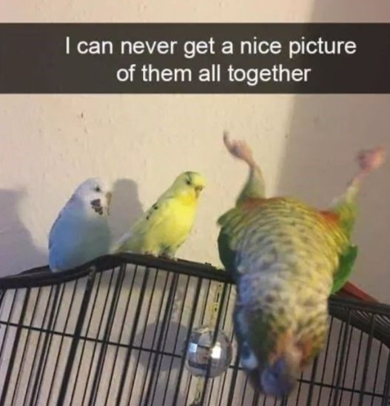 I can never get a nice picture of them all together