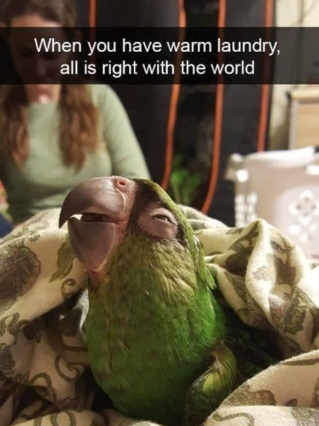 When you have warm laundry, all is right with the world 15