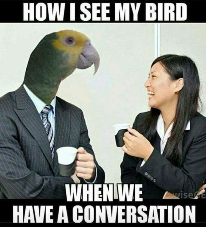 HOW I SEE MY BIRD 0000 wise WHEN WE HAVE A CONVERSATION