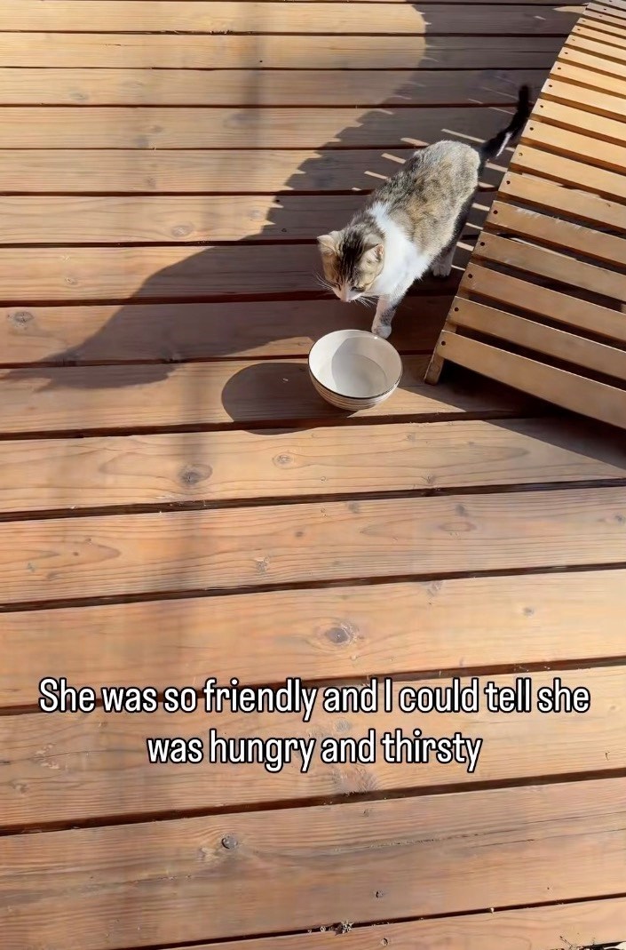 She was so friendly and I could tell she was hungry and thirsty