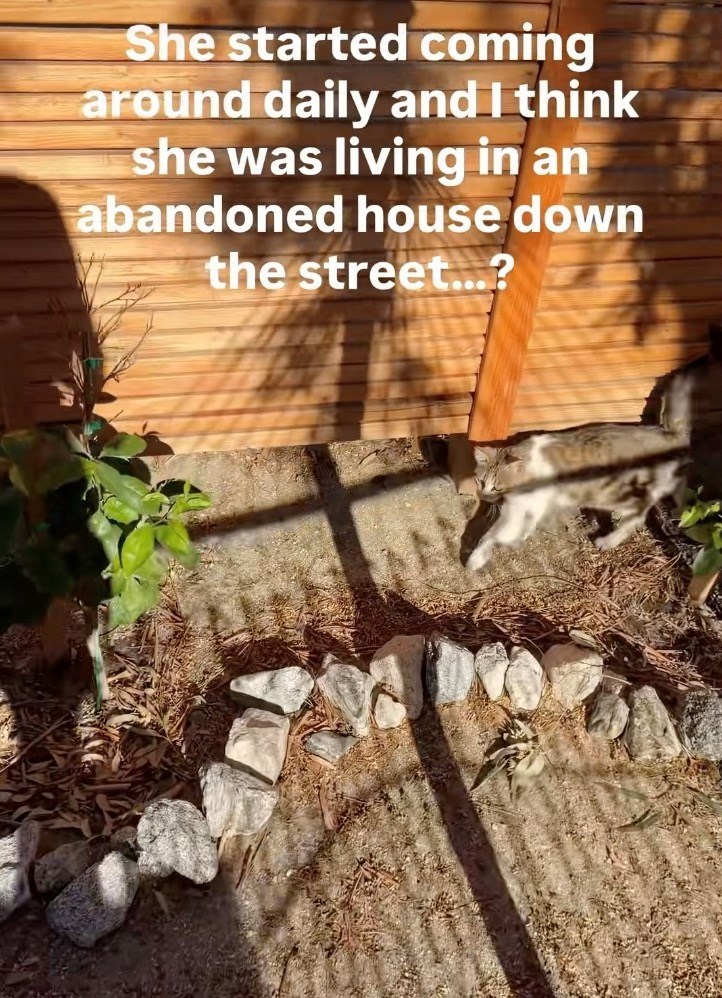 She started coming around daily and I think she was living in an abandoned house down the street...?