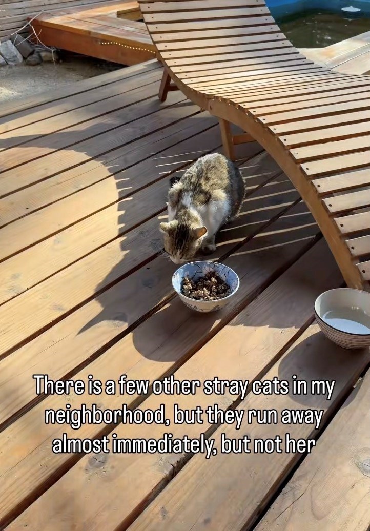There is a few other stray cats in my neighborhood, but they run away almost immediately, but not her