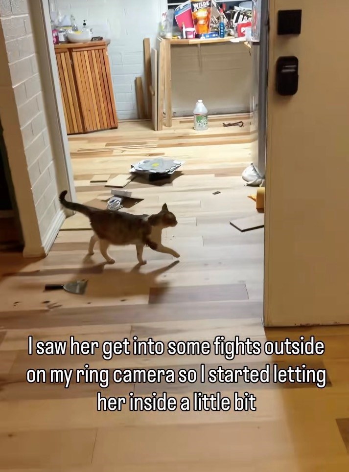 WILD I saw her get into some fights outside on my ring camera so I started letting her inside a little bit