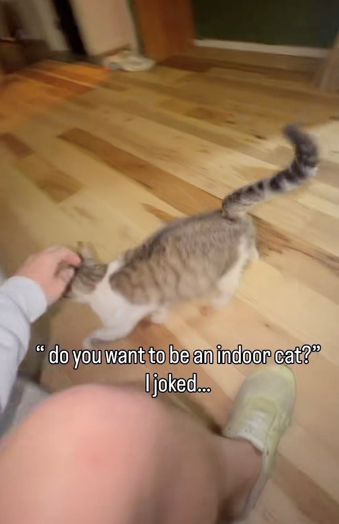 CC do you want to be an indoor cat?" I joked...