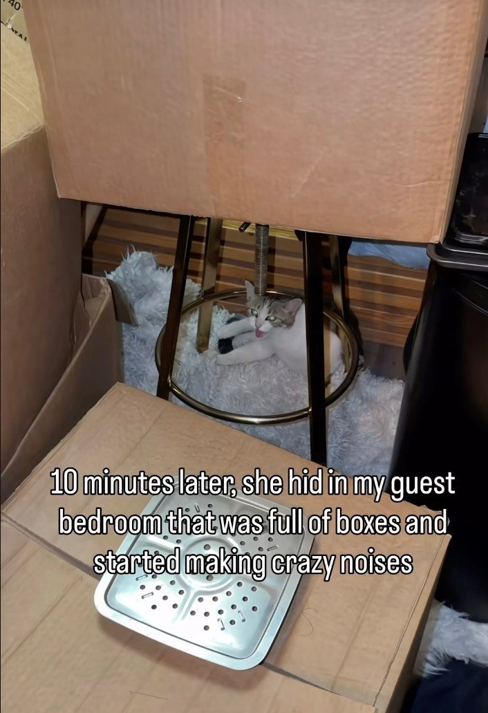 10 minutes later, she hid in my guest bedroom that was full of boxes and started making crazy noises