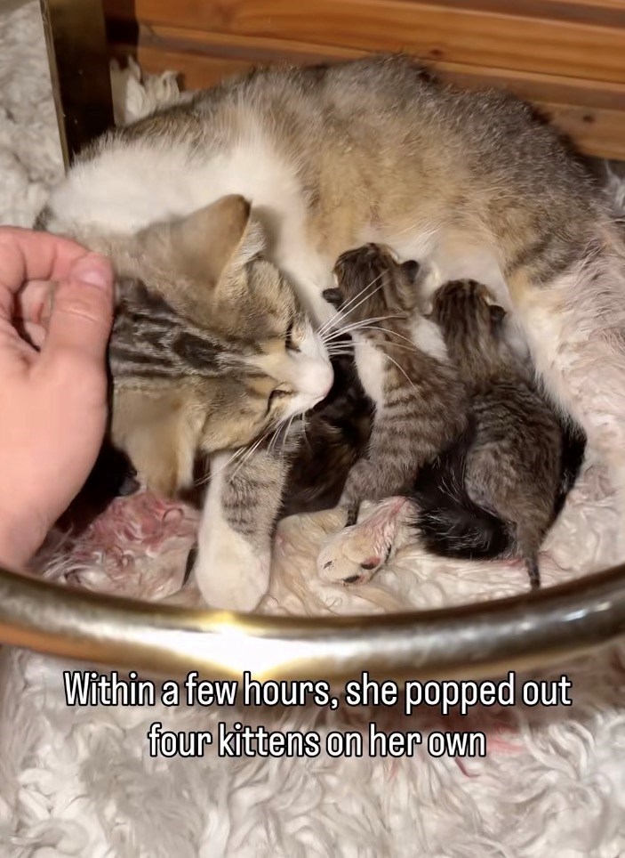 Within a few hours, she popped out four kittens on her own