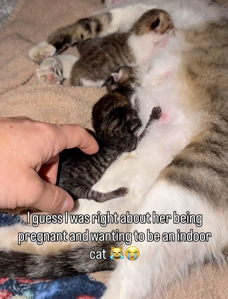 I guess I was right about her being pregnant and wanting to be an indoor cat