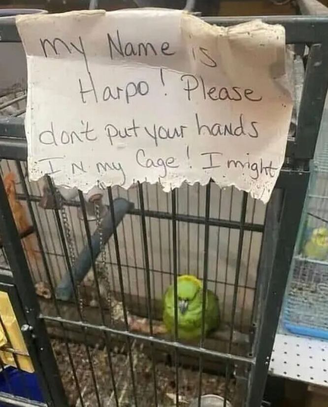 my Name S Harpo! Please don't put your hands N my Cage! I might