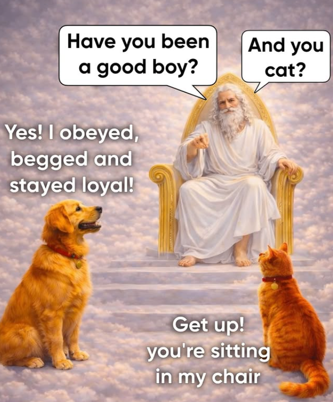 Have you been a good boy? And you cat? Yes! I obeyed, begged and stayed loyal! Get up! you're sitting in my chair