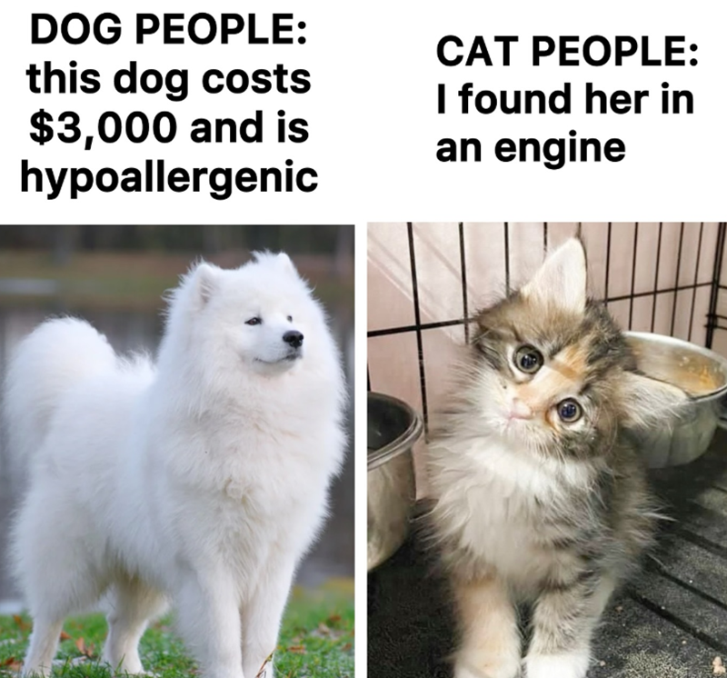 DOG PEOPLE: this dog costs $3,000 and is hypoallergenic CAT PEOPLE: I found her in an engine