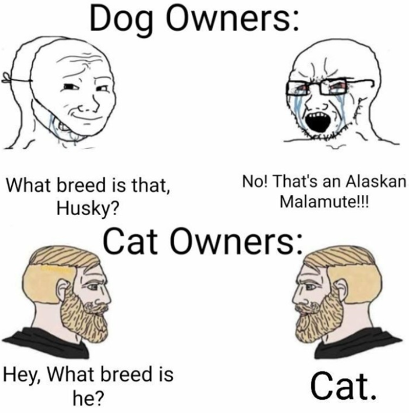 Dog Owners: What breed is that, Husky? No! That's an Alaskan Malamute!!! Cat Owners: Hey, What breed is he? Cat.