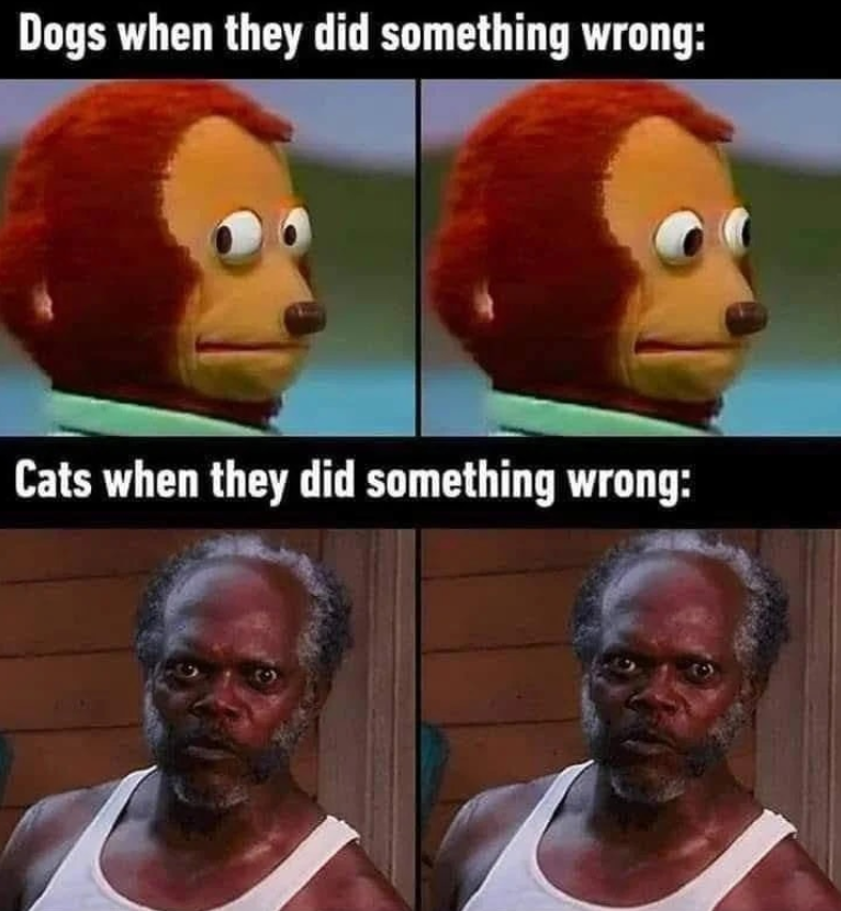 Dogs when they did something wrong: Cats when they did something wrong: