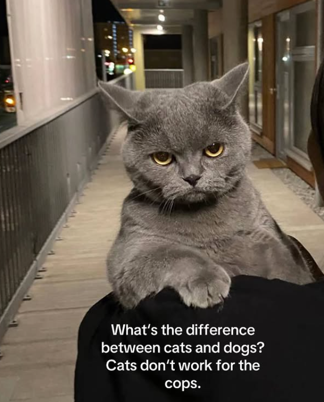 What's the difference between cats and dogs? Cats don't work for the cops.
