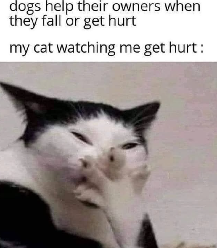 dogs help their owners when they fall or get hurt my cat watching me get hurt :