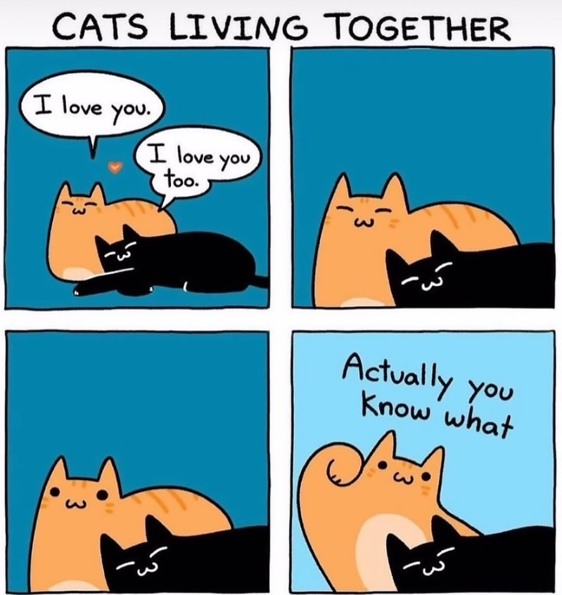 CATS LIVING TOGETHER I love you. I love you too. 3 3 Actually you Know what Sund